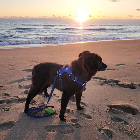 Dog on the beach at sunrise