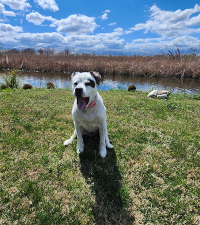 A smiling dog sitting in the grass by the marsh